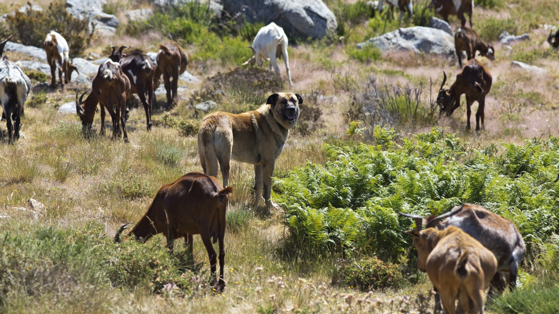 Serra da Estrela Dog